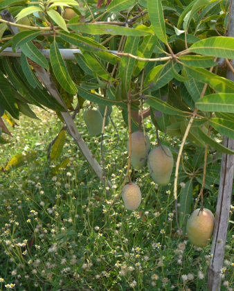 Kesar Mangoes
