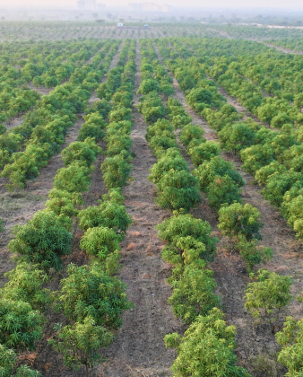 Vermicompost & Organic Manure